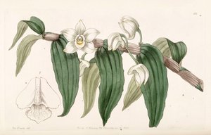 Dendrobium aqueum by Miss Drake